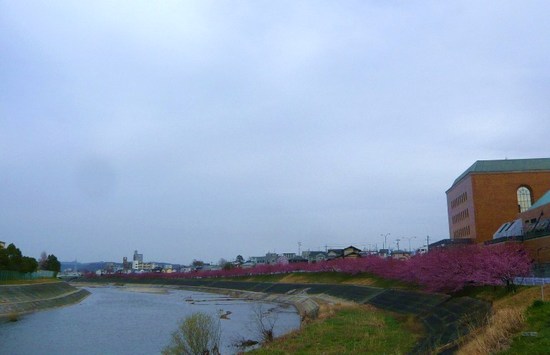 竜美ヶ丘会館近くの葵桜