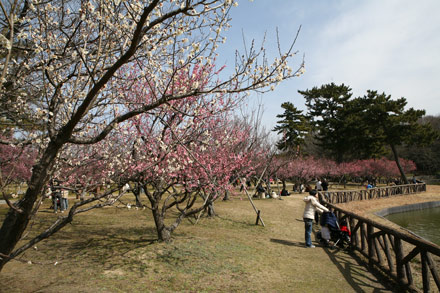 岡崎の風景－南公園の梅林