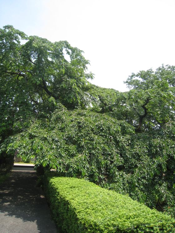 聖善寺のしだれ桜（岡崎市指定天然記念物）ふるさとの名木４
