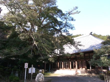 法蔵寺のイヌマキ