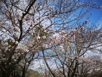 桜、咲く