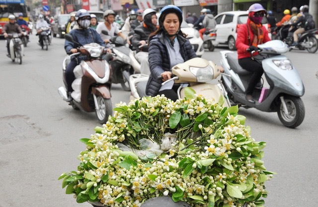 ベトナムジャポンの花