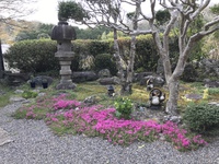 芝桜観察日記③ 2019/04/11 23:30:34