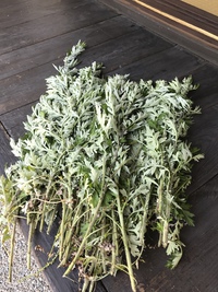 ヨモギで蚊除け作り→担当chihiro 2019/05/25 14:52:46