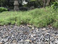 芝桜観察日記⑤ 2019/05/24 21:58:35