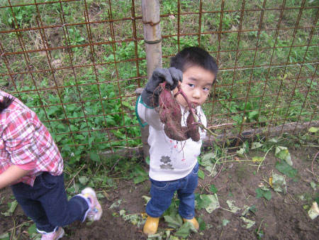 里山のイモ作り体験「イモ掘り」を実施しました！