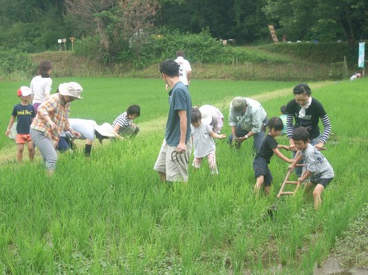 昔ながらの稲作体験「田んぼの草取り＆ザリガニ釣り」を開催！