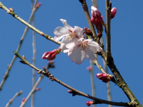 春到来「エドヒガン」が開花ｉｎおかざき自然体験の森　