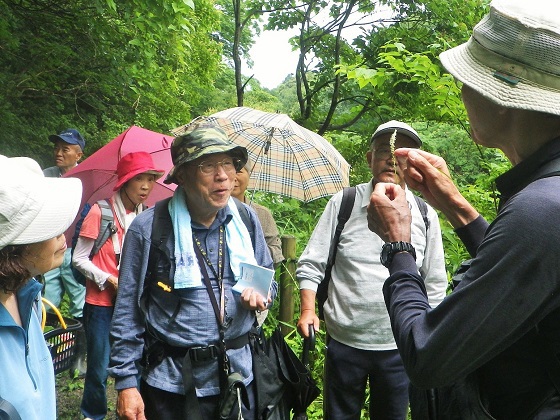 雨にも負けず！「梅雨の花と昆虫」森の自然観察会を開催