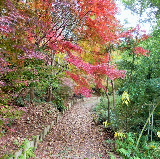 秋景色 ｉｎ おかざき自然体験の森