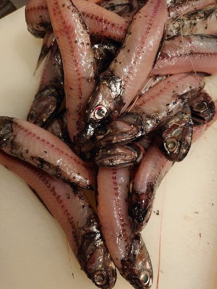 うまい！深海魚✨