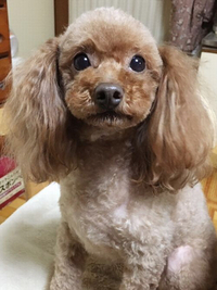 愛犬家さん必見！わんちゃん米
