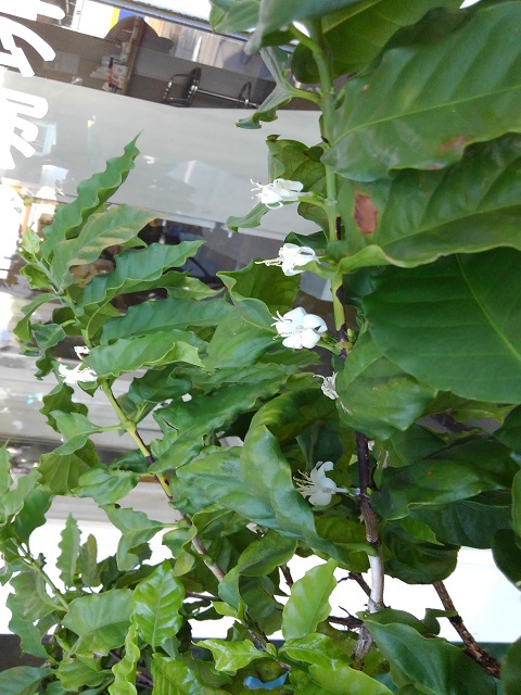 コーヒーの花が咲きました(^^) コーヒーの花が咲きました(^^)