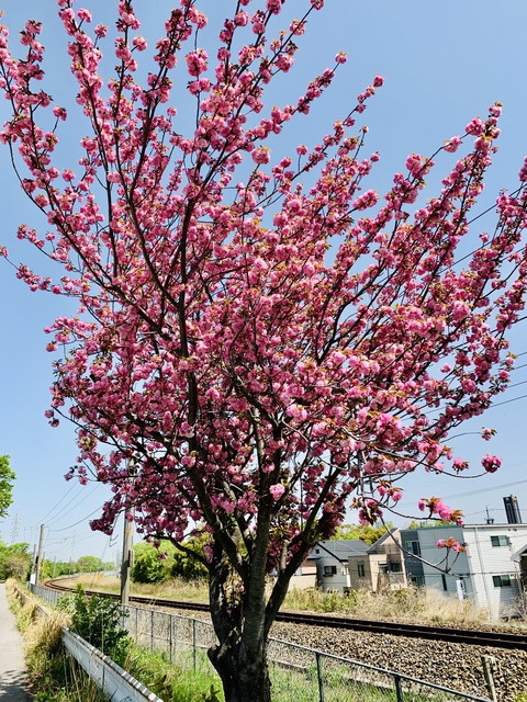 今年の緑の桜（御衣黄）と牡丹桜