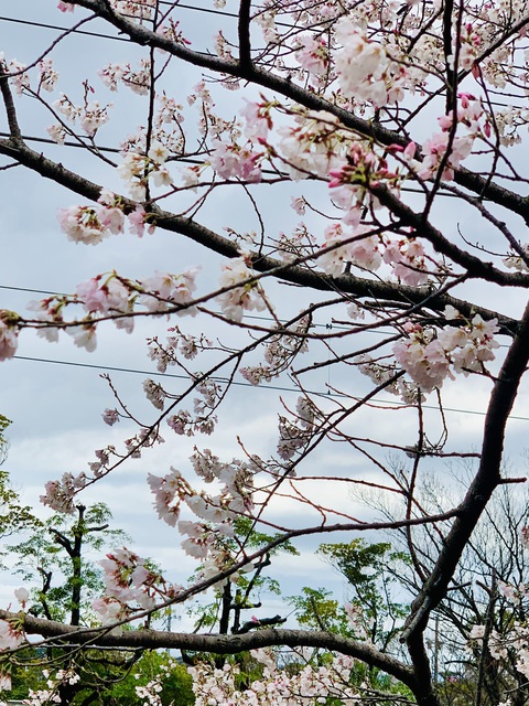 ４月のお知らせ／近所の桜（旧六名堤）の様子２０２４　その③