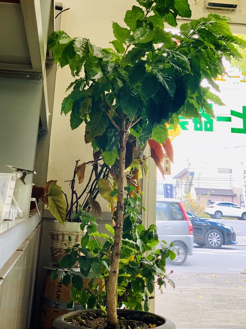 コーヒー豆の木を店内に入れました(^^)