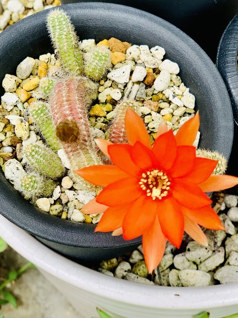 サボテンの花が咲きました サボテンの花が咲きました