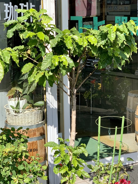コーヒーの木/11月のお知らせです(^^)/ コーヒーの木/11月のお知らせです(^^)/