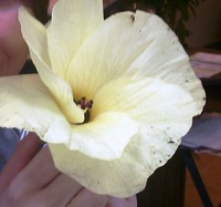 オクラの花 2013/08/31 22:44:00