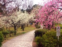平芝公園の梅まつり 2015/03/09 23:01:30