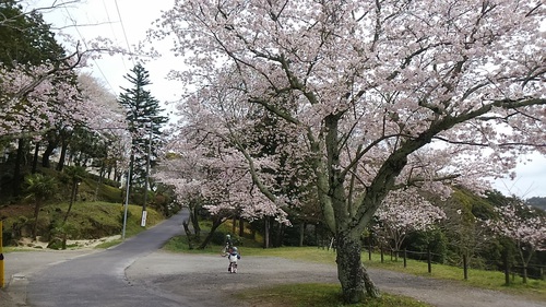 常磐南小学校下の桜