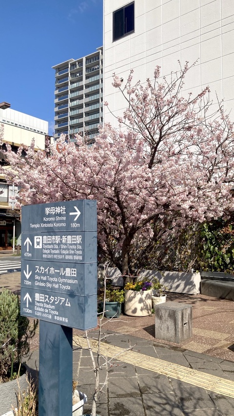 ハルメキザクラ３月20日春分