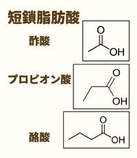 やさしい腸活【５】食物繊維の４　短鎖脂肪酸