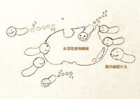 やさしい腸活【４】食物繊維の３