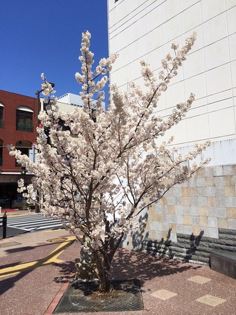 春めき桜今が盛り