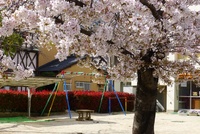 見納め　ルーテル幼稚園の桜