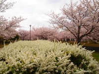 水無瀬川の桜をカメラ散歩