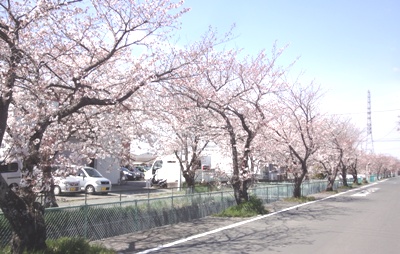 「桜」の開花が復興へのステップへ