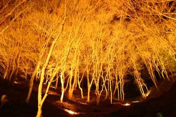 くどいですが、香嵐渓のクリスマスイブライトアップ