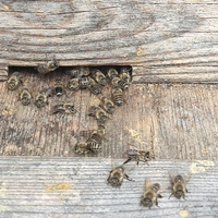 日本ミツバチの分蜂（ぶんぽう）