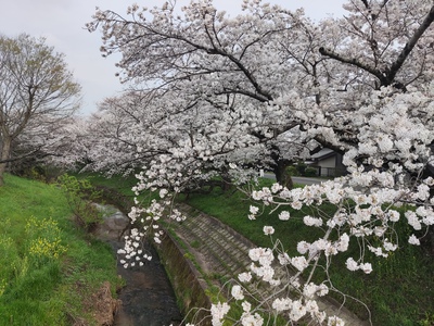 岡崎市 伊賀川の桜が満開