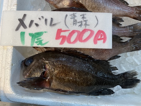 金目鯛にメバル、よしエビ、国産の大粒アサリ入荷致しました。元松坂屋岡崎店鮮魚部店長が仕入れた本日のお魚