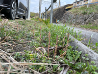 今年こそは春一番を見逃さないと思っていたのに‥。つくし 2021/03/09 15:09:05