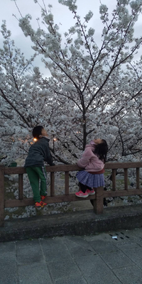 岡崎公園の桜　満開 2021/03/27 19:32:57