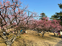 岡崎南公園の梅 2021/02/22 17:30:49