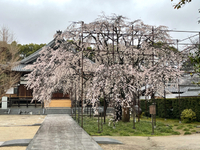 行福寺の桜 2021/03/22 13:36:50