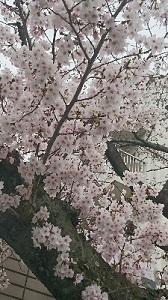 お店の近くの桜たち♪