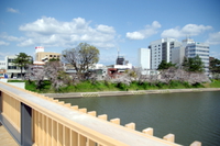 桜さんぽ･･･桜城橋