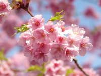 葵桜！満開！！